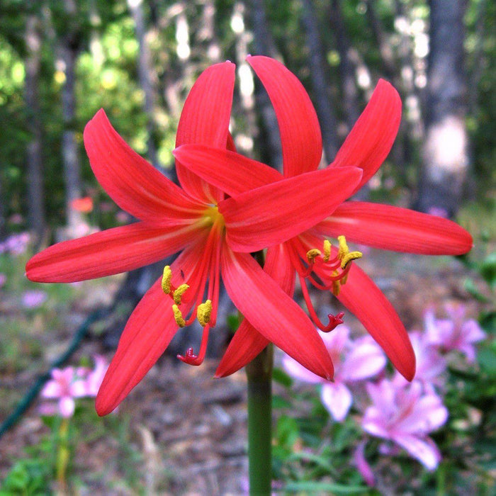 Oxblood Lily - Rhodophiala Bifida Red
