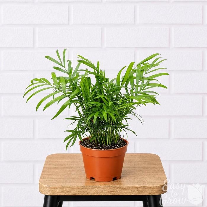 Parlor Palm houseplant in grower pot on a stool
