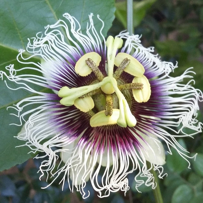 Edulis Frederick Passionflower
