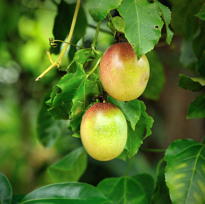 Edible passionflower fruit