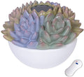 PatioGLO LED succulent solar-powered floating pool and garden light with included remote control