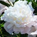 White Peony Officinalis Alba Plena (Fragrant)