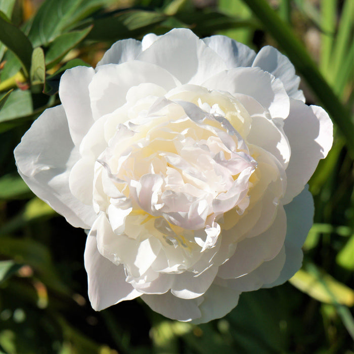 Closeup of flower of White Peony  Alba Plena (Fragrant)