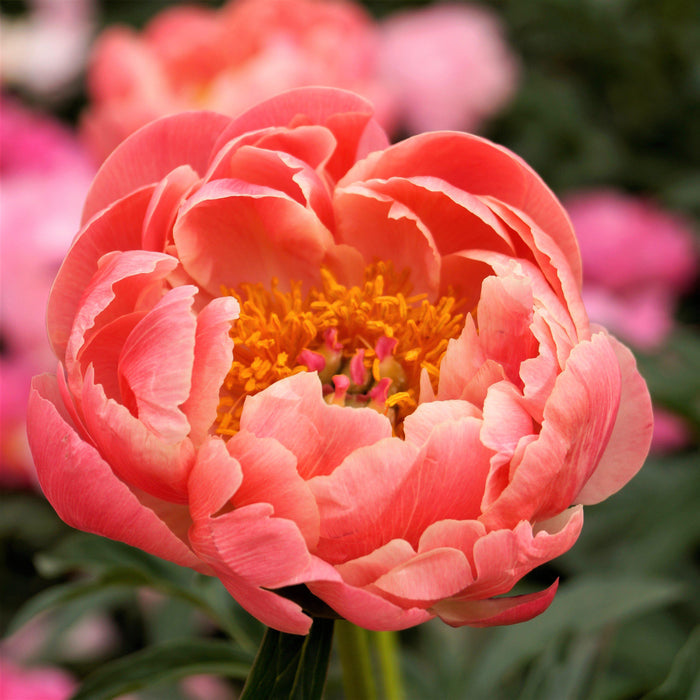 Peony Coral Charm (Fragrant) flower