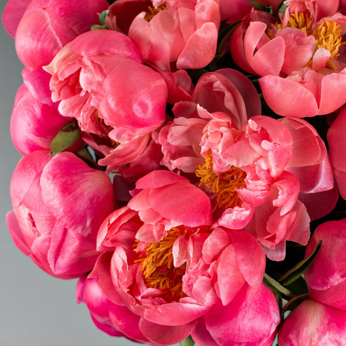 Peony Coral Charm (Fragrant) flowers in a vase