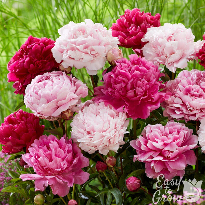 peony double flowers mix of dark pink to light pink