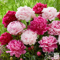 peony double flowers mix of dark pink to light pink
