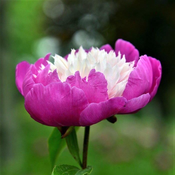 Vibrant Pink Peony Bulbs For Sale | Gay Paree (Fragrant)