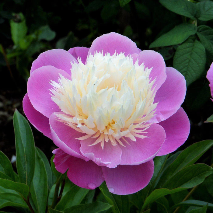 Top view of pink and cream peony for sale