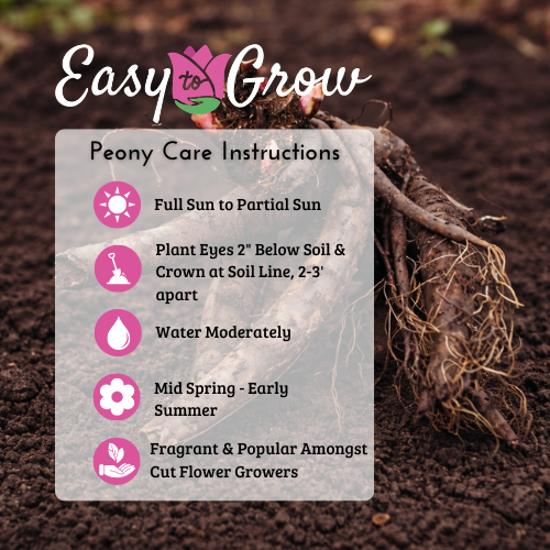 peony planting instructions