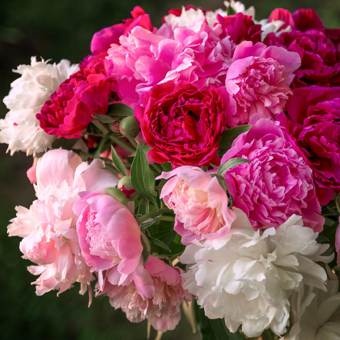 mixed colors peonies blooming