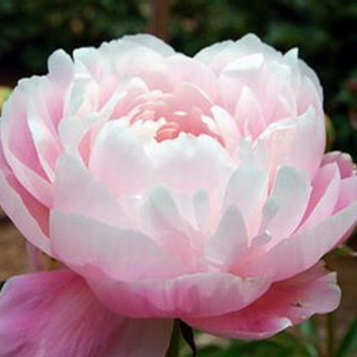 Light Pink Peony Flower