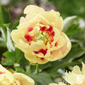 Itoh Peony Prairie Charm features yellow flowers with a red eye.