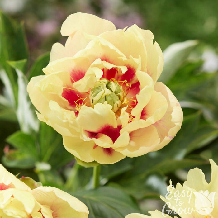 Itoh Peony Prairie Charm features yellow flowers with a red eye.