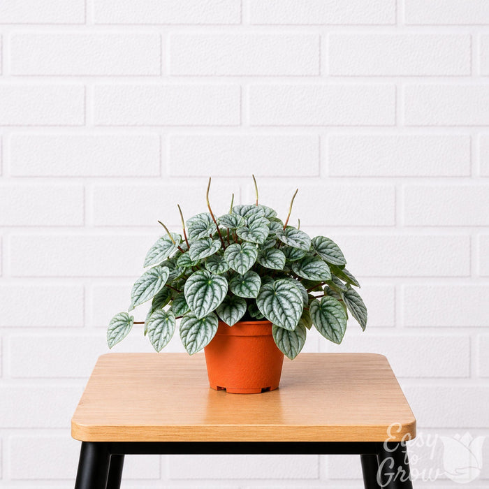 Peperomia Frost houseplant in grower pot on a stool