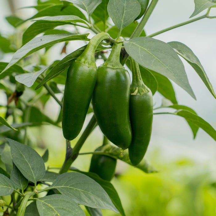 Jalapeno peppers on the vine