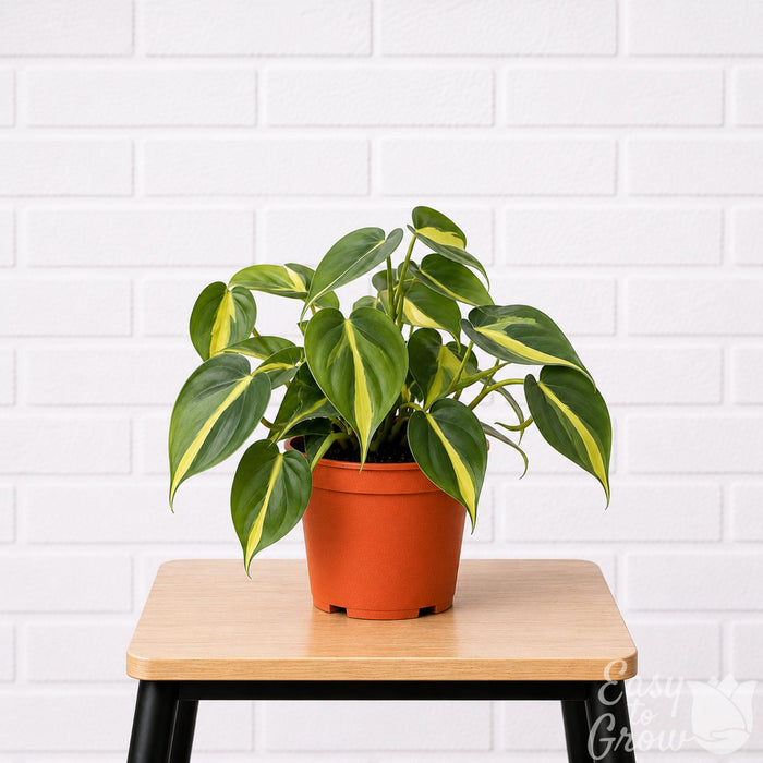 Philodendron Brasil houseplant in a grower pot