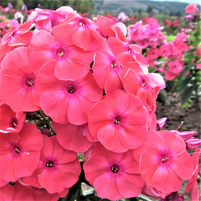 Bold, Brilliant Coral Flame Phlox