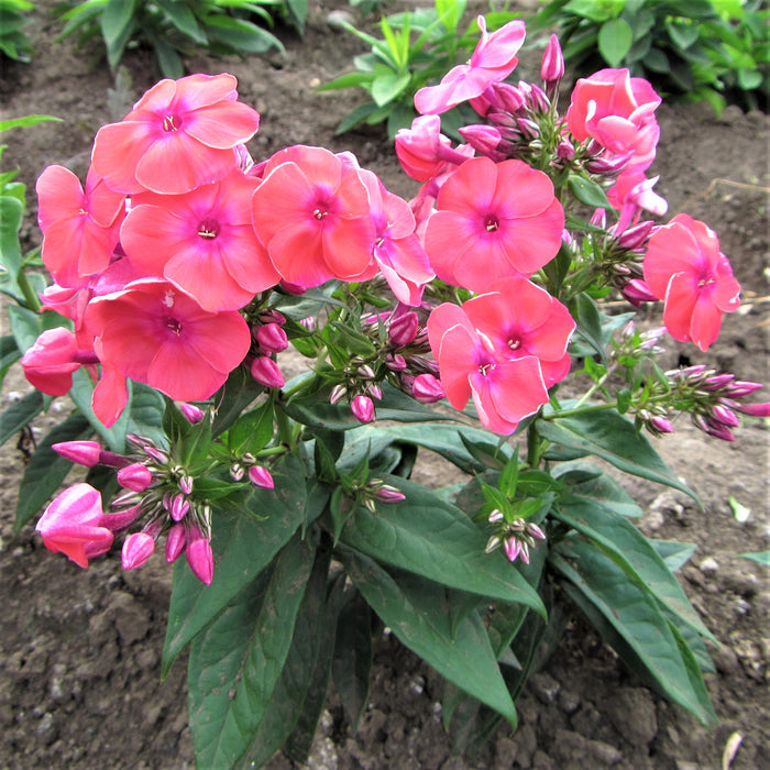 Coral Flame will fill your summer garden with color and fragrance