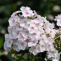 white and pink blooms of Phlox party girl