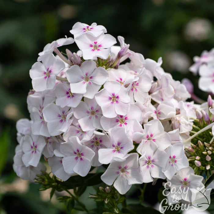 white and pink blooms of Phlox party girl