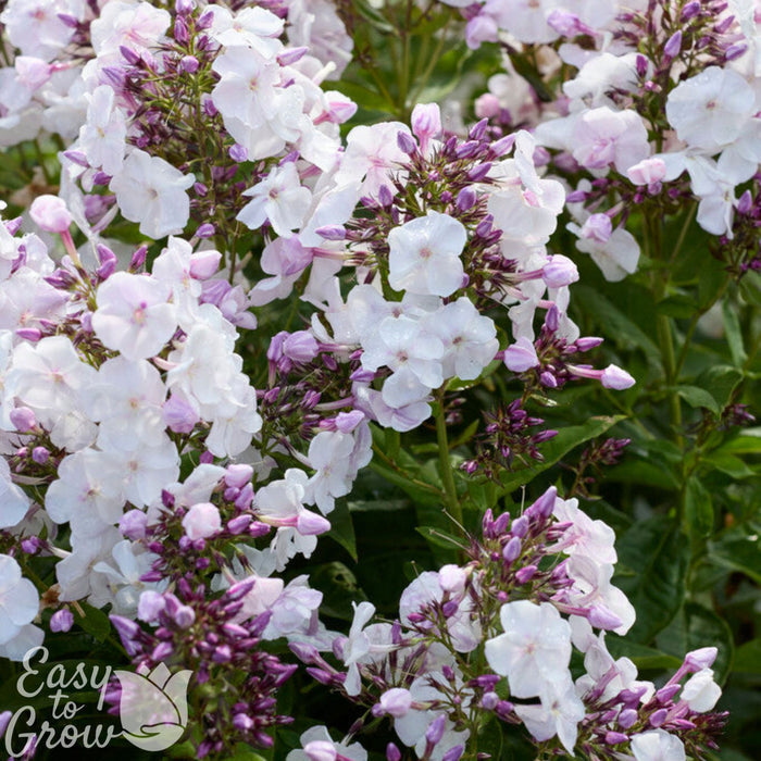 phlox party girl flowers in bloom in garden