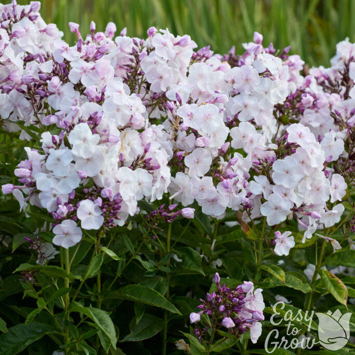 Group of Phlox party girl in bloom