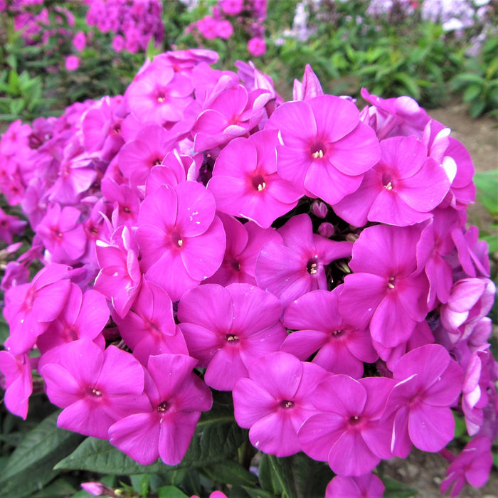 Eye-catching "Purple Flame" Phlox flowers