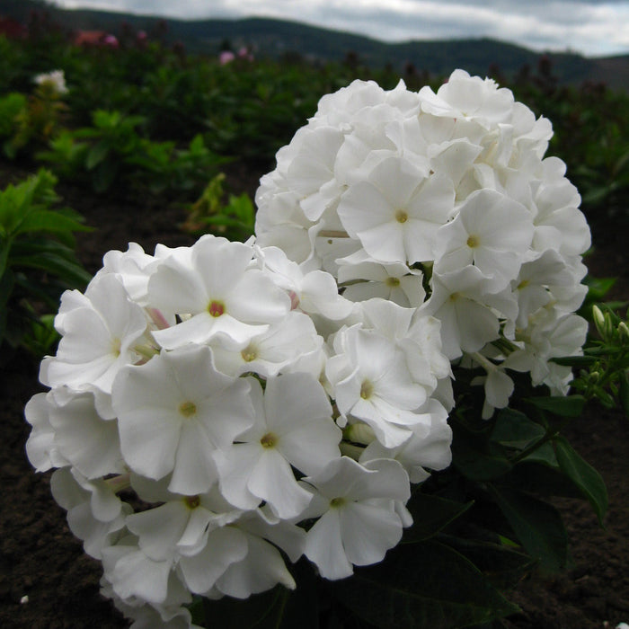 White Flame Phlox