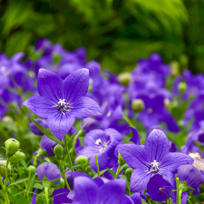 Platycodon in bloom