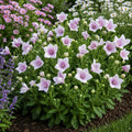 Platycodon - Astra Pink Potted Plant 2 Pack