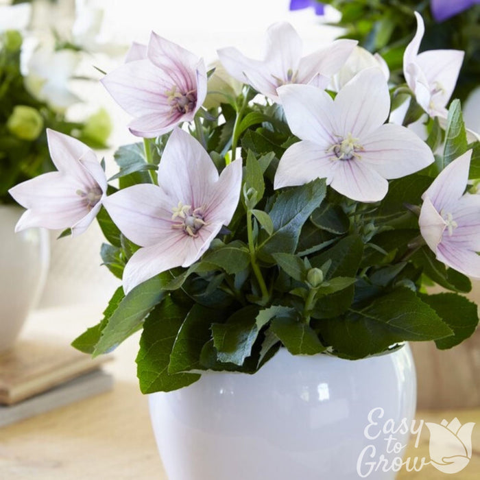 light pink flowers of Platycodon Astra Pink blooming in a pot