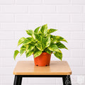 Golden Pothos houseplant in grower pot on a stool