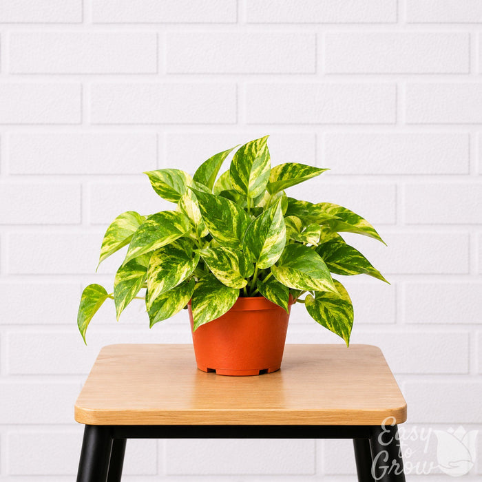 Golden Pothos houseplant in grower pot on a stool