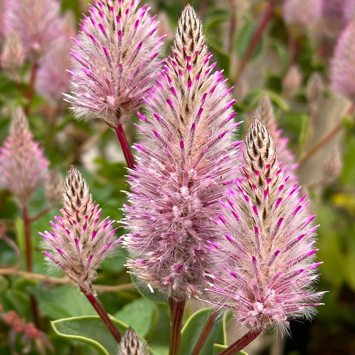 Ptilotus Joey plant features feathery silver pink purple blooms