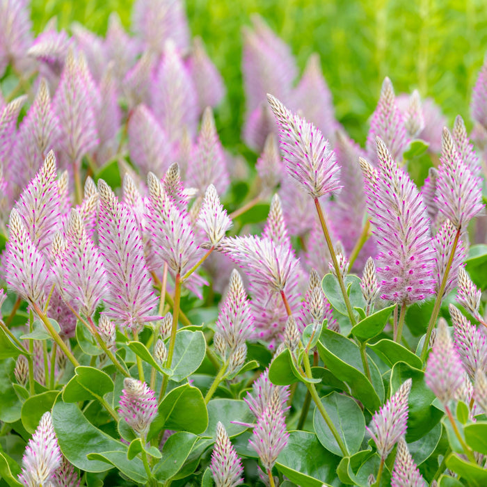 Joey plant blooms atop leathery green foliage