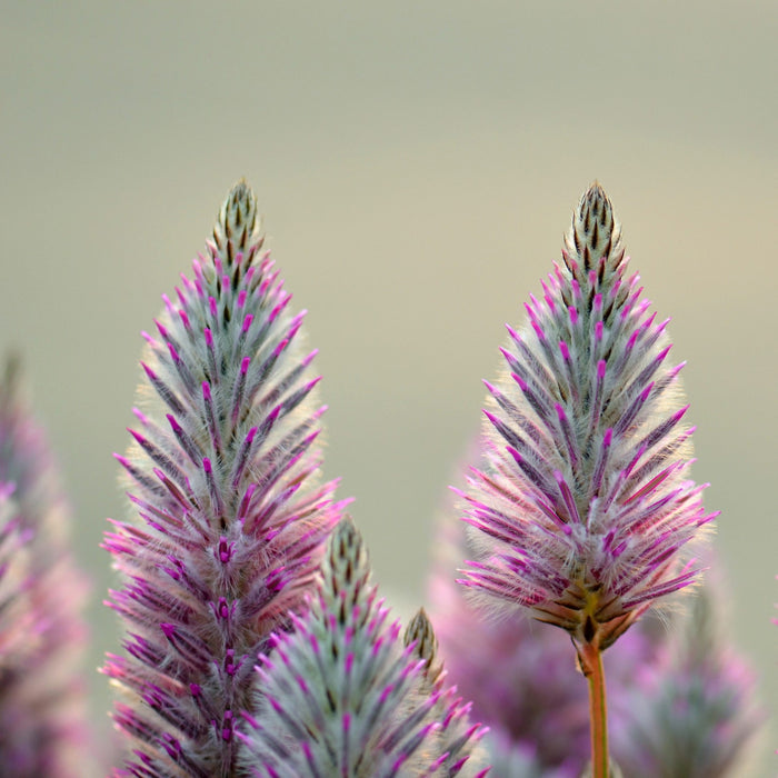 close up of Ptilotus Joey blooms