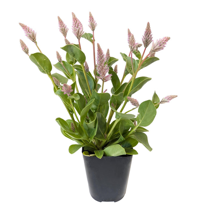 Ptilotus Joey plant shipped in a quart grower pot