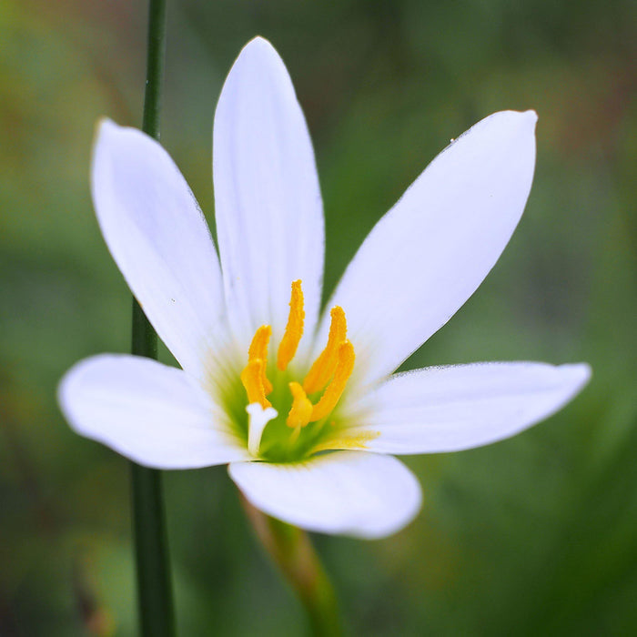 White Cultivar with a Faint Pink Kiss on the Inside