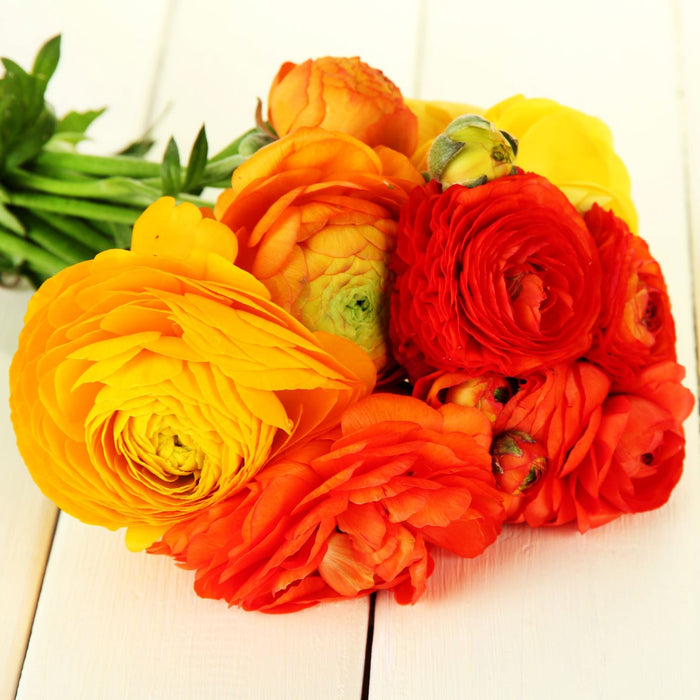 Fiery Mix of Beautiful Italian Ranunculus