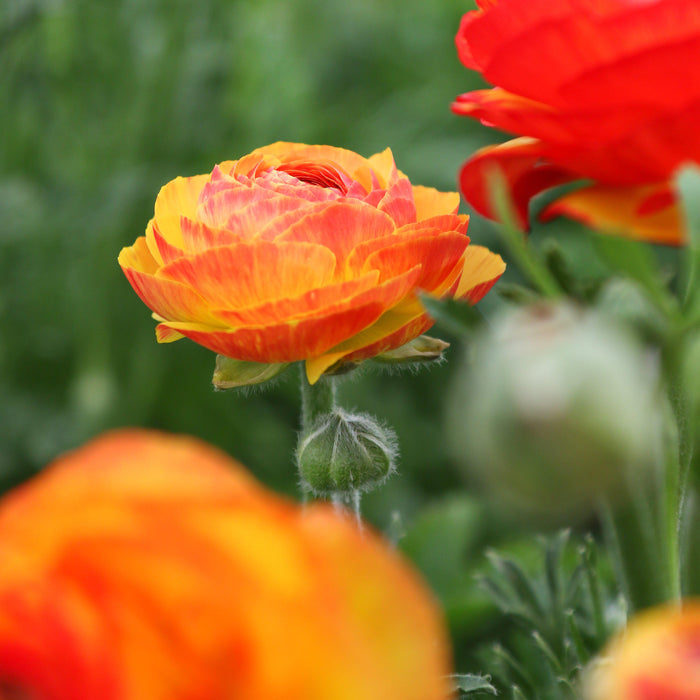Ranunculus Flamenco