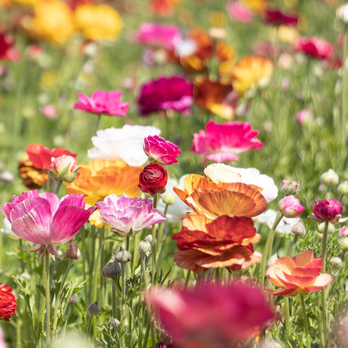 mix of picotee ranunculus in flower field