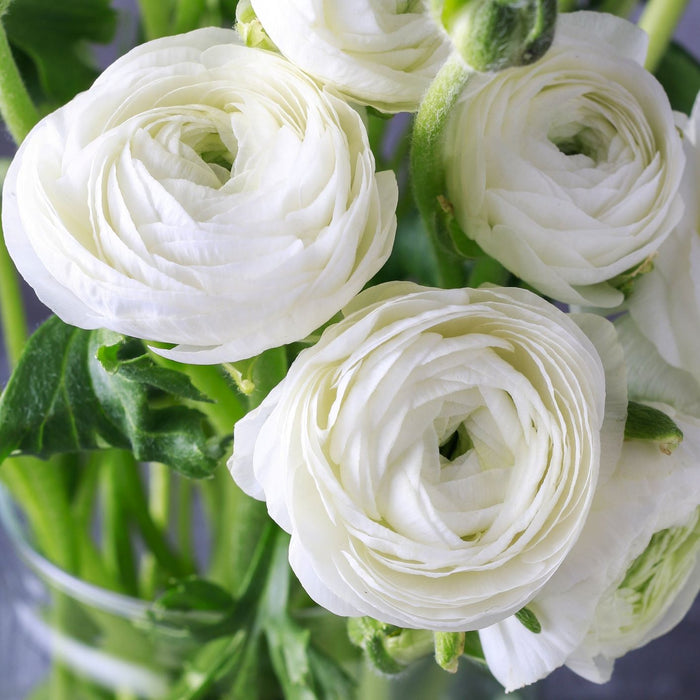 Pretty White Ranunculus