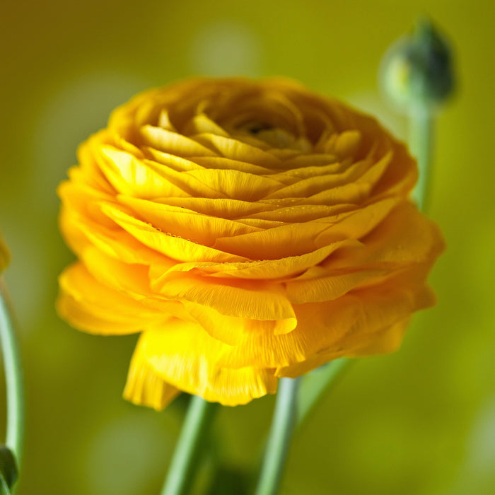 Golden Ranunculus Flower