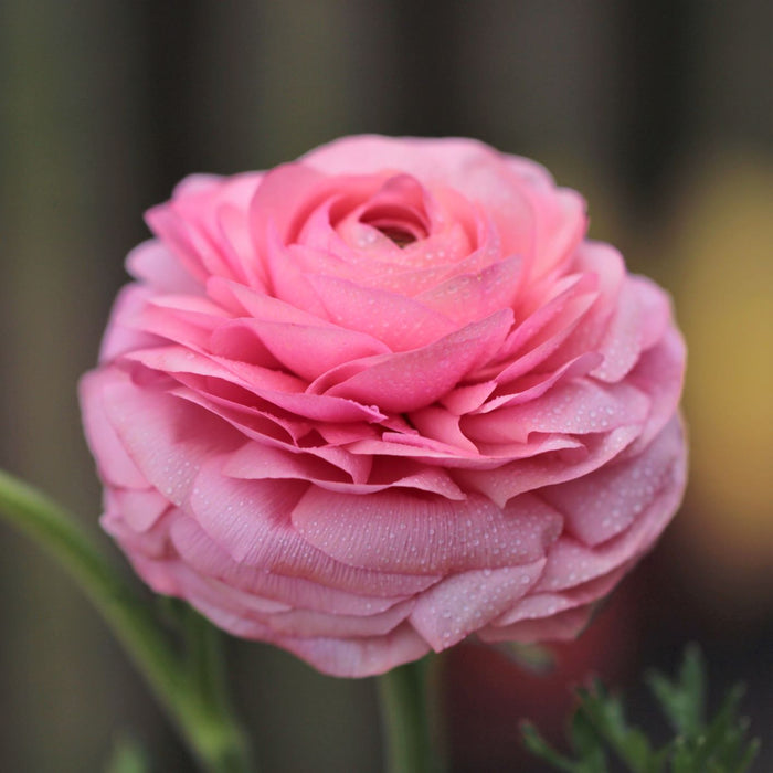 pink ranunculus