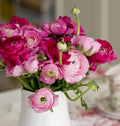 mix of Ranunculus flowers in pink and rose shades