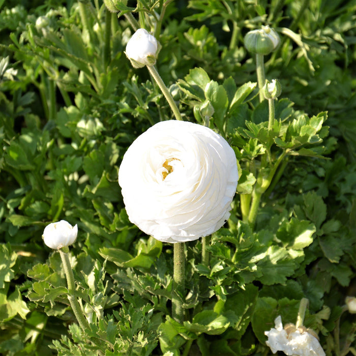 White Ranunculus Flower
