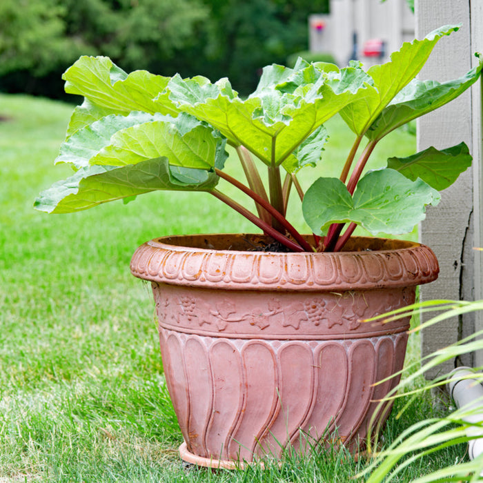 Rhubarb Canada Red in a pot