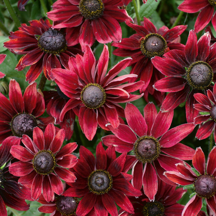 Rudbeckia Cherry Brandy forms marron red daisy-like flowers with ray-like petals and purplish-black eye