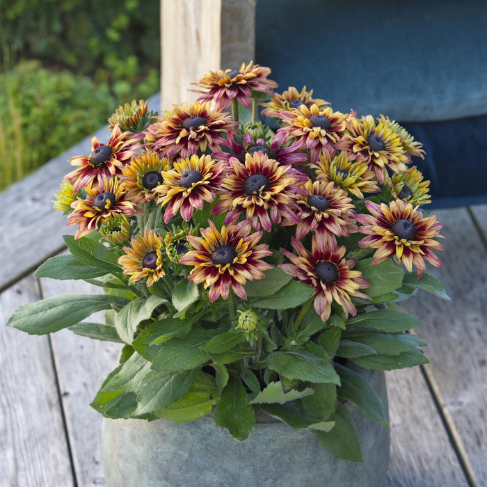 Rudbeckia - Sunbeckia Graffiti Cherry 2 Pack